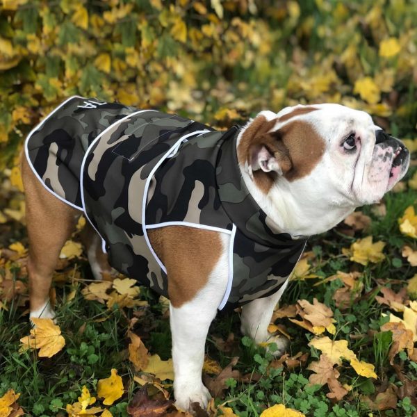 cappttino_bulldog